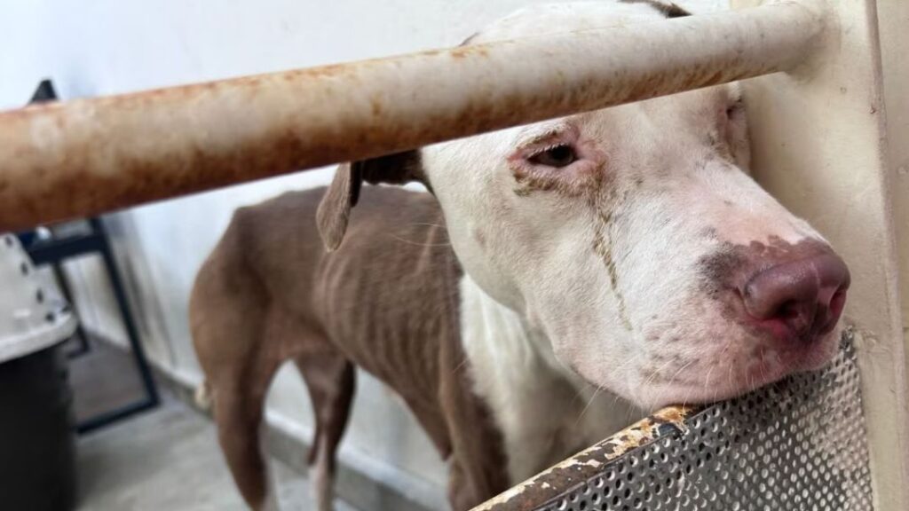 Perros sacrificados en Santa Catarina