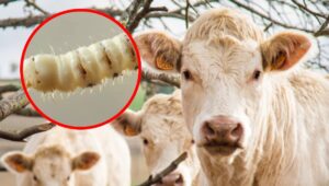 Gusano barrenador llega a los límites con Coahuila 