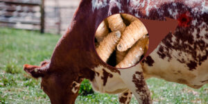 Refuerzan vigilancia en Coahuila ante presencia de gusano barrenador en estados vecinos