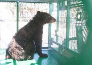 Liberan en Coahuila ejemplar de oso negro tras exitoso proceso de recuperación